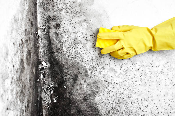 Best HVAC Mold Remediation in Mlstadt, IL