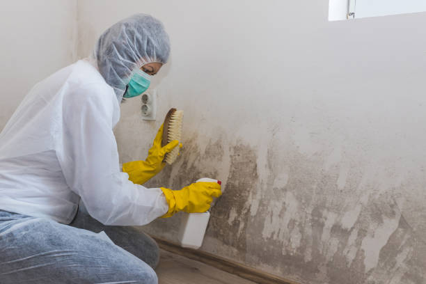 Best Emergency Mold Remediation in Mlstadt, IL