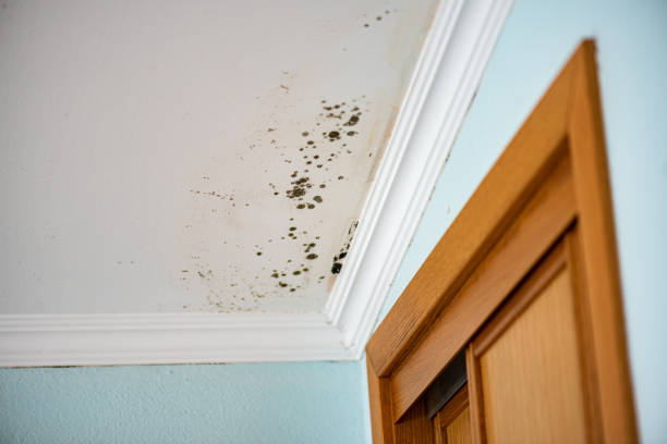 Best Insurance-Related Mold Remediation in Mlstadt, IL