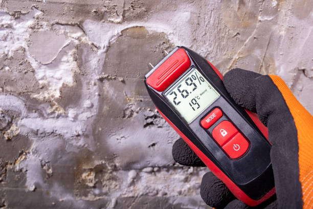 Best Basement Mold Remediation in Mlstadt, IL