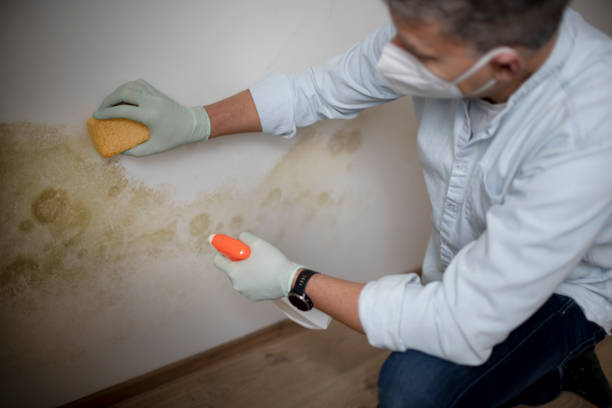 Best Industrial Mold Remediation in Mlstadt, IL