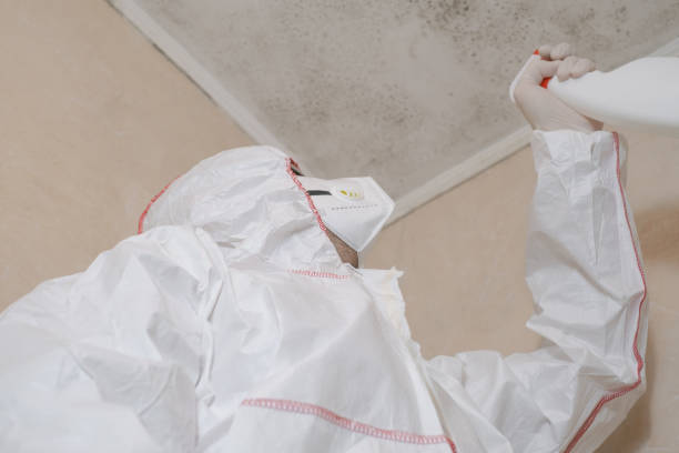 Best White Mold Remediation in Mlstadt, IL