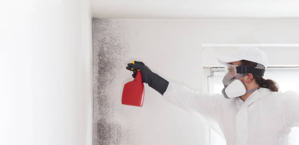 Best Commercial Mold Remediation in Mlstadt, IL