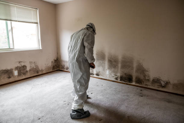 Best Residential Mold Remediation in Mlstadt, IL