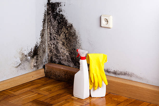 Best Black Mold Remediation in Mlstadt, IL