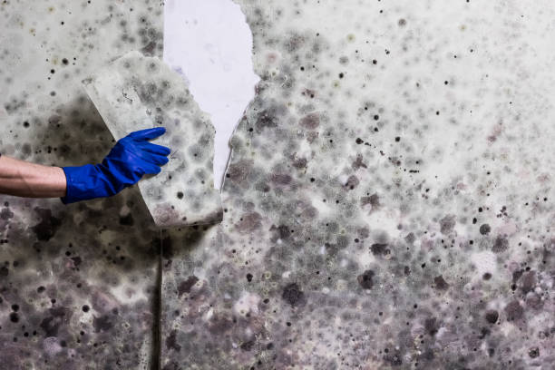 Professional Mold Remediation in Millstadt, IL