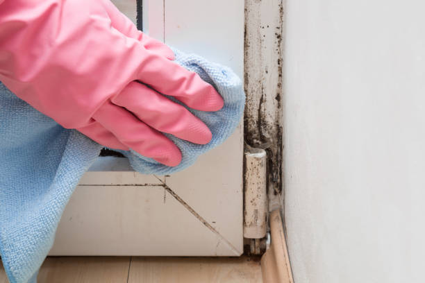 Best Residential Mold Remediation in Mlstadt, IL