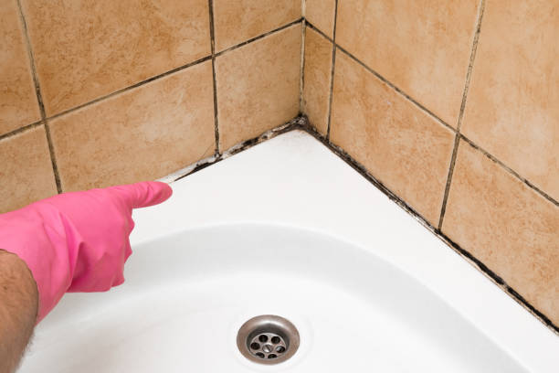 Professional Mold Remediation in Millstadt, IL