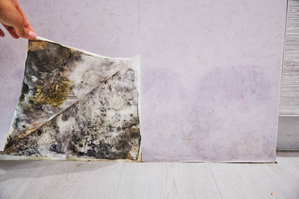 Best Mold Remediation for Schools in Mlstadt, IL